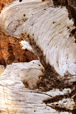 Birch